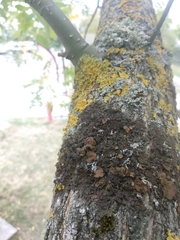 Melanohalea exasperata