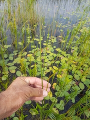 Schoenoplectus torreyi