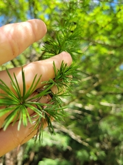 Larix decidua