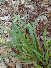 Paspalum langei