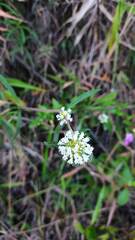 Spermacoce verticillata