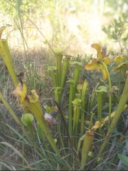 Sarracenia flava