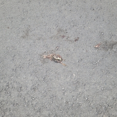 Lithobates clamitans