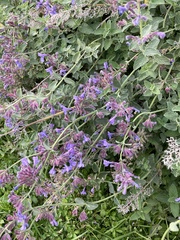 Nepeta