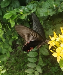 Papilio protenor