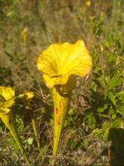 Sarracenia flava