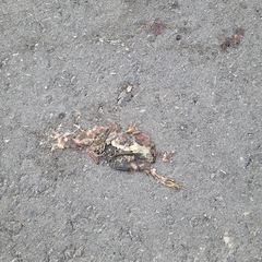 Lithobates clamitans