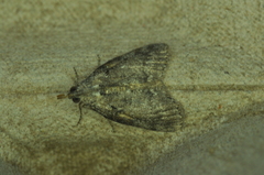 Pococera asperatella