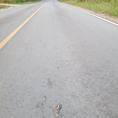 Lithobates clamitans