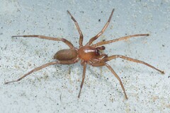 Cybaeodes mallorcensis