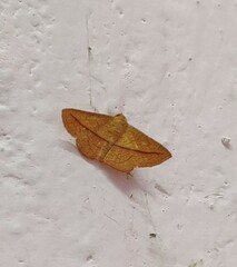 Striglina