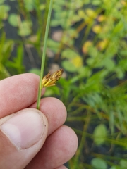 Schoenoplectus torreyi