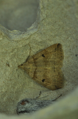 Zanclognatha laevigata