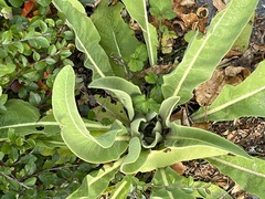 Verbascum speciosum