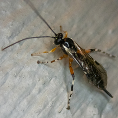 Itoplectis conquisitor