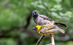 Pycnonotus xanthopygos