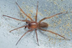 Cybaeodes mallorcensis