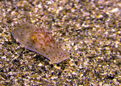Notocochlis cernica