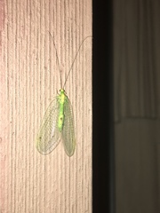 Leucochrysa insularis
