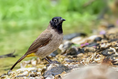 Pycnonotus xanthopygos