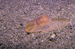 Notocochlis cernica