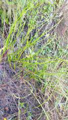 Baccharis trimera