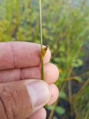 Schoenoplectus torreyi