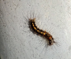 Orvasca subnotata
