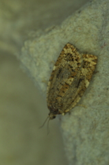 Choristoneura fumiferana