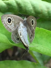 Ypthima baldus newboldi