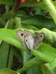 Ypthima baldus newboldi