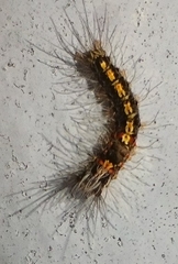 Orvasca subnotata