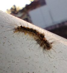 Orvasca subnotata
