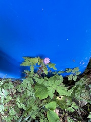 Geranium robertianum
