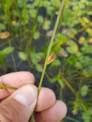 Schoenoplectus torreyi