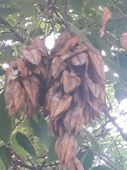 Koelreuteria paniculata