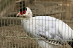 Crossoptilon crossoptilon