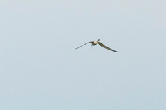 Sterna hirundo