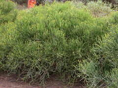 Euphorbia aphylla