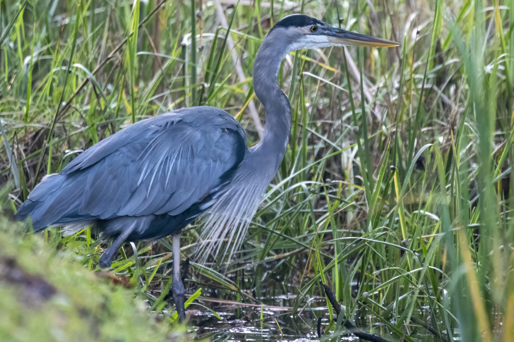 Great Blue Heron from Hilton Head Island, SC, USA on September 22, 2022 ...