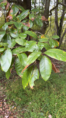 Quercus imbricaria