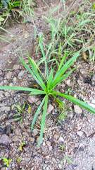 Eryngium paniculatum