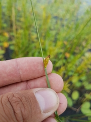 Schoenoplectus torreyi