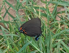 Atlides halesus