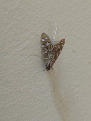 Nausinoe