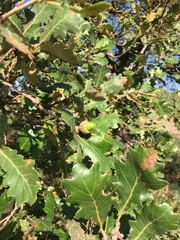 Quercus pubescens