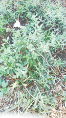 Atriplex semibaccata
