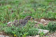 Burhinus capensis