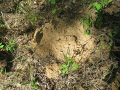 Geomys breviceps