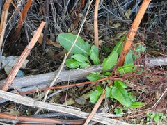 Rumex pulcher